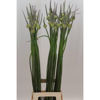 Freshy Allium Cepa Judith Zierzwiebel | Farbe: Grün | Länge ± 90 centimeter | Pro 20 Stiele frische Blumen
