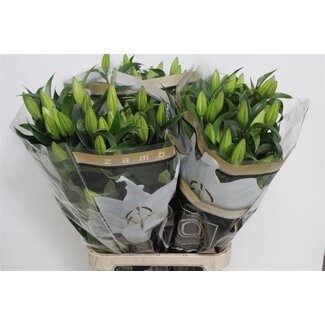 Freshy Lilie Oriental Aqua “Zambesi” | Farbe: Weiß | Länge ± 100 centimeter | Pro 10 Stiele frische Blumen