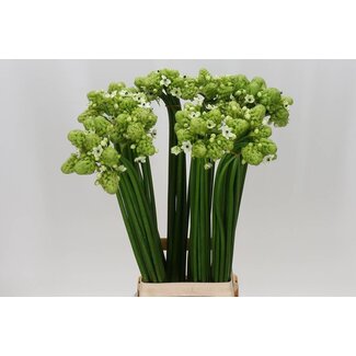 Freshy Ornithogalum “Saundersiae” | Couleur: Vert | Longueur ± 85 centimeter | Par 20 tiges de fleurs fraîches