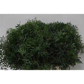 Freshy Pistacia Branches de pistache Longues | Couleur: Vert | Longueur ± 60 centimeter | Par 5 bouquets