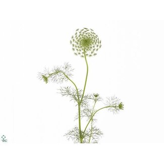 Freshy Ammi Visnaga “Casablanca” | Couleur: Wit | Longueur ± 70 centimeter | Par 20 fleurs fraîches