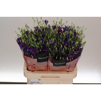 Freshy Eustoma Lisianthus Einfachblütig “Botanic Blue” | Farbe: Blau | Länge ± 70 centimeter | Pro 10 Stiele frische Blumen