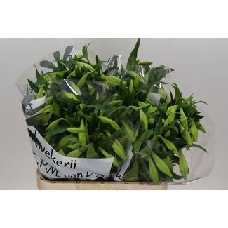 Freshy Lys Longiflorum Aqua “White Heaven” 3 Fleurs | Couleur: Blanc | Longueur ± 85 centimeter | Par 10 tiges de fleurs fraîches