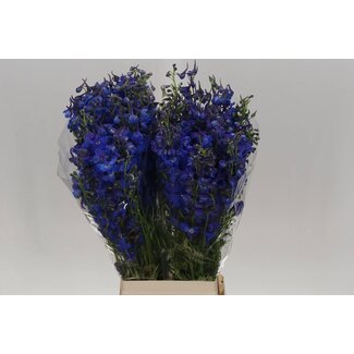 Freshy Delphinium Rittersporn “Donna” | Farbe: Blau | Länge ± 80 centimeter | Pro 20 Stiele frische Blumen