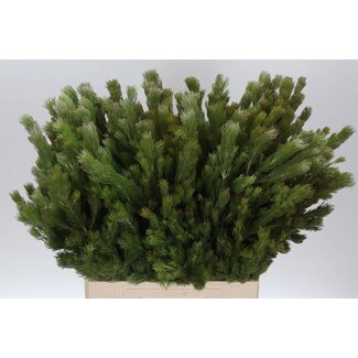 Freshy Kap Adenanthos | Farbe: Grün | Länge ± 70 centimeter | Pro 10 Zweige