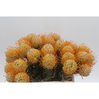 Freshy Nutans coussin d'épingles “Conocar Goldie” | Couleur: Jaune | Longueur ± 45 centimeter | Par 10 fleurs fraîches