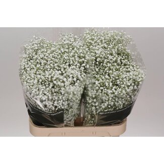 Freshy Gypsophila Paniculata Gypsophile “Cosmic” | Couleur: Blanc | Longueur ± 80 centimeter | Origine Équateur | Par 25 tiges de fleurs fraîches