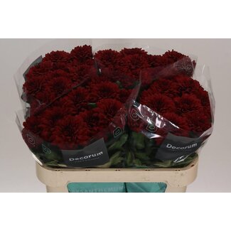 Freshy Déco Chrysanthème Chrysanthème “Monza” | Couleur: Rouge | Longueur ± 70 centimeter | Par 10 fleurs fraîches