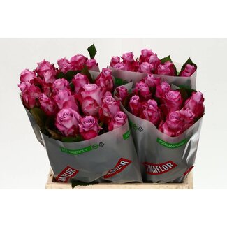 Freshy Rosen “Maritim” | Farbe: Lila Rosa | Länge ± 40 centimeter | Pro 20 Rosen