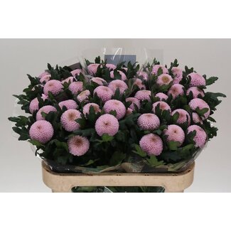 Freshy Deco Chrysantheme Chrysantheme “Momoko” | Farbe: Lila | Länge ± 70 centimeter | Pro 10 frische Blumen