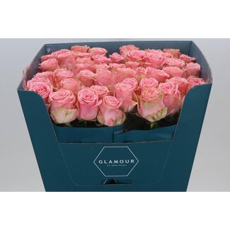 Freshy Rosen “Sophia Loren” | Farbe: Rosa | Länge ± 70 centimeter | Pro 10 Rosen