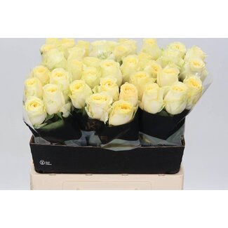 Freshy Roses “Buttercup” | Couleur: Jaune | Longueur ± 60 centimeter | Par 10 roses