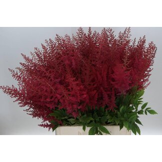 Freshy Astilbe Arendsii “Paul Gaarder” | Farbe: Rot | Länge ± 70 centimeter | Pro 10 Stiele frische Blumen