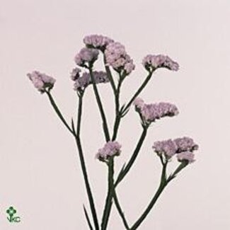 Freshy Limonium Statice Sinuata “Donau Birds” | Couleur : Violet | Longueur ± 60 centimeter | Culture hollandaise | Par 25 tiges fleurs fraîches