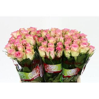Freshy Rosen “Lovely Jewel” | Farbe: Rosa | Länge ± 40 centimeter | Pro 20 Rosen