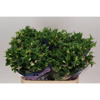 Freshy Alstroemeria Incalelie “Joy Ride” | Couleur: Violet | Longueur ± 75 centimeter | Par 10 tiges fleurs fraîches