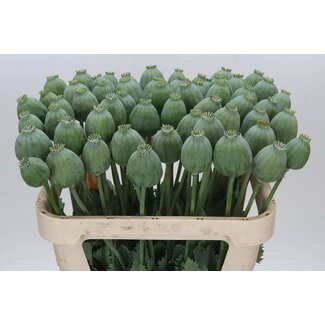 Freshy Papaver Somniferum Schlafkapsel “Bowling Ball” Samenkapsel | Farbe: Grün | Länge ± 75 centimeter | Pro 10 Stiele frische Blumen