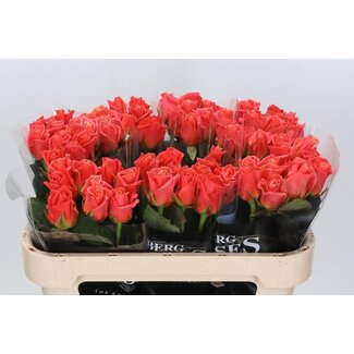 Freshy Rosen “Miss Piggy” | Farbe: Rosa | Länge ± 70 centimeter | Pro 10 Rosen