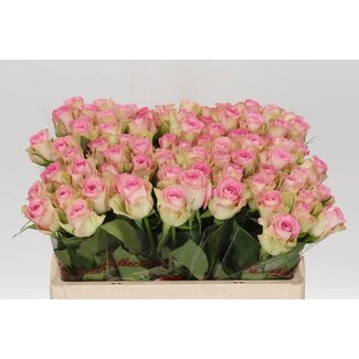 Freshy Roses “Lovely Jewel” | Couleur: Rose | Longueur ± 50 centimeter | Par 20 roses