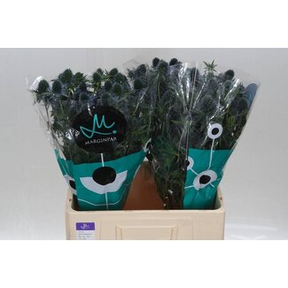 Freshy Eryngium Kreuzdistel “Perseus Questar” | Farbe: Blau | Länge ± 60 centimeter | Pro 10 frische Blumen