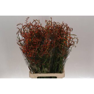 Freshy Crocosmia Fleur de safran “Lucifer” | Couleur: Rouge | Longueur ± 80 centimeter | Par 25 fleurs fraîches