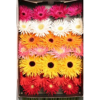 Freshy Gerbera Großblütig “Crazy Mix” Züchterauswahl | Farbe: Gemischte Farben | Länge ± 50 centimeter | Pro 25 frische Blumen