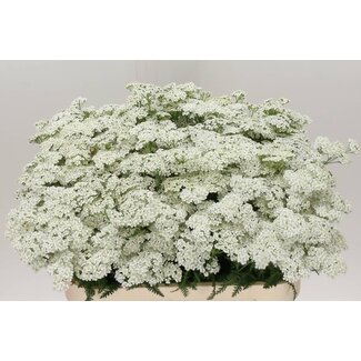 Freshy Achillea Schafgarbe “White Beauty” | Farbe: Weiß | Länge ± 75 centimeter | Pro 20 Stielen frische Blumen