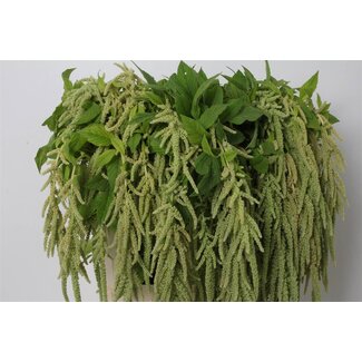 Freshy Amaranthus Caudatus Katzenschwanz “Green Pearls” | Farbe: Grün | Länge ± 80 centimeter | Pro 10 frische Blumen