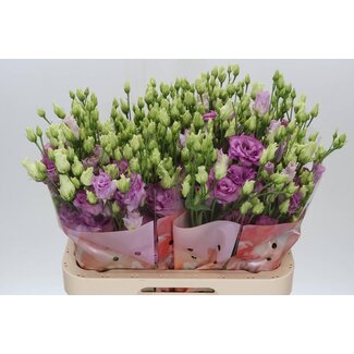 Freshy Eustoma Lisianthus Double “Celeb Grape” | Couleur: Violet | Longueur ± 70 centimeter | Par 10 tiges de fleurs fraîches