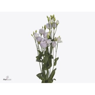 Freshy Eustoma Lisianthus Rempli “Rosi Sweet Lavendel” | Couleur: Violet | Longueur ± 70 centimeter | Par 10 tiges de fleurs fraîches