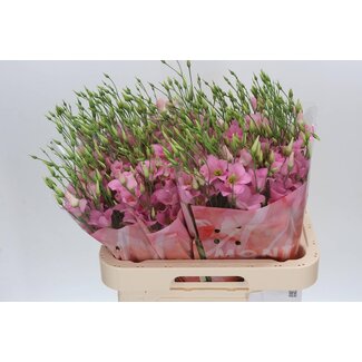 Freshy Eustoma Lisianthus Einfachblütig “Botanic Pink” | Farbe: Rosa | Länge ± 70 centimeter | Pro 10 Stielen frische Blumen