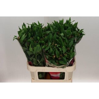 Freshy Alstroemeria Incalelie “Carline” | Couleur: Violet | Longueur ± 75 centimeter | Par 10 tiges de fleurs fraîches