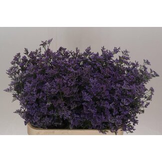 Freshy Limonium Safora “Classic Blue” | Farbe: Blau | Länge ± 80 centimeter | Pro 25 Stiele frische Blumen