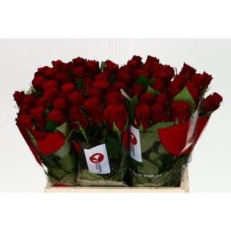 Freshy Rozen “Red Torch” | Kleur: Rood | Lengte ± 40 centimeter | Per 20 rozen