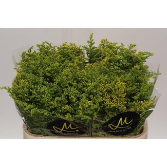 Freshy Solidago Guldenroede “Carzan Glory” | Kleur: Geel | Lengte ± 70 centimeter | Per 25 stelen verse bloemen