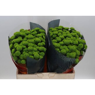 Freshy Chrysantheme Chrysant Santini XL “Peptalk” | Farbe: Grün | Länge ± 55 centimeter | Pro 25 Stielen frische Blumen