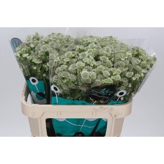 Freshy Astrantia Grand Bouton de Zélande “Billion Stars” | Couleur: Blanc | Longueur ± 70 centimeter | Par 25 tiges de fleurs fraîches