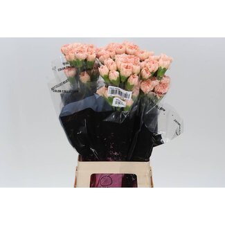 Freshy Oeillet long “Peachy Mambo” | Couleur: Rose Orange | Longueur ± 70 centimeter | Par 20 fleurs fraîches