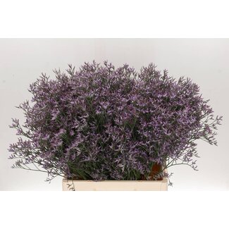 Freshy Limonium Safora “Flieder” | Farbe: Lila | Länge ± 70 centimeter | Pro 25 Stiele frische Blumen