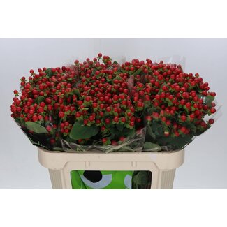 Freshy Hypericum “Tomato Flair” | Farbe: Rot | Länge ± 70 centimeter | Pro 20 Stielen frische Blumen