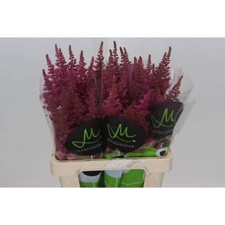 Freshy Astilbe Chinensis “Vision Pink” | Farbe: Rosa | Länge ± 65 centimeter | Pro 10 Stiele frische Blumen