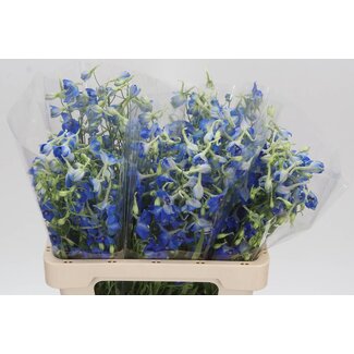 Freshy Delphinium Ridderspoor à fleurs simples “Volkerfried” | Couleur: Bleu | Longueur ± 60 centimeter | Par 10 tiges de fleurs fraîches