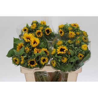Freshy Helianthus Tournesol “Orange Fire” | Couleur: Jaune Orange | Longueur ± 55 centimeter | Par 10 fleurs fraîches