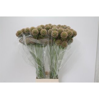 Freshy Scabiosa Stellata XL | Colour: Green | Length ± 70 centimeter | Per 50 stems fresh flowers