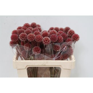 Freshy Scabiosa Stellata XL “Abs Red” | Farbe: Rot | Länge ± 50 centimeter | Pro 50 Stiele frische Blumen