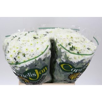 Freshy Troschrysant Chrysanthème “Euro” | Couleur: Blanc | Longueur ± 65 centimeter | Par 20 tiges de fleurs fraîches