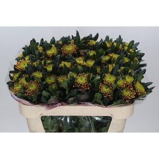 Freshy Deko Chrysantheme Chrysant “Tropicana” | Farbe: Gelb | Länge ± 70 centimeter | Pro 20 frische Blumen