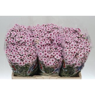 Freshy Chrysantheme Chrysant Santini “Mad Tyolo Bico” | Kleur: Rosa | Länge ± 55 centimeter | Per 25 Stelen frische Blumen