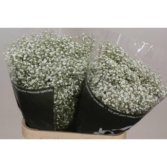 Freshy Gypsophila Paniculata Gypsophile “Cosmic” | Couleur: Blanc | Longueur ± 85 centimeter | Origine Équateur | Par 25 tiges de fleurs fraîches