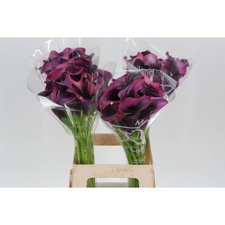 Freshy Zantedeschia Calla “Rudolph” | Couleur: Rouge | Longueur ± 65 centimeter | Par 10 fleurs fraîches